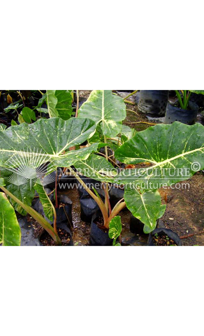 Alocasia macrorrhiza 'var yellow'